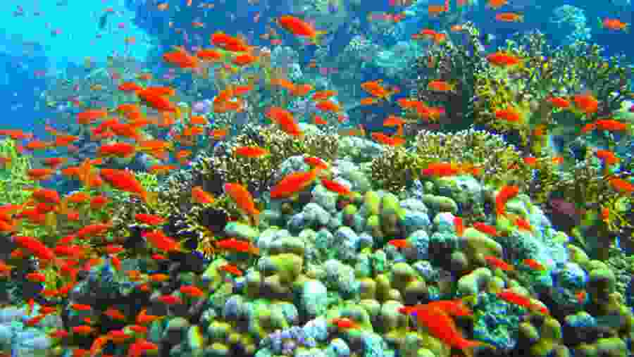 Snorkeling Trip in Sharm El Sheikh