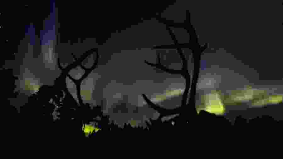 Rovaniemi Reindeer Farm