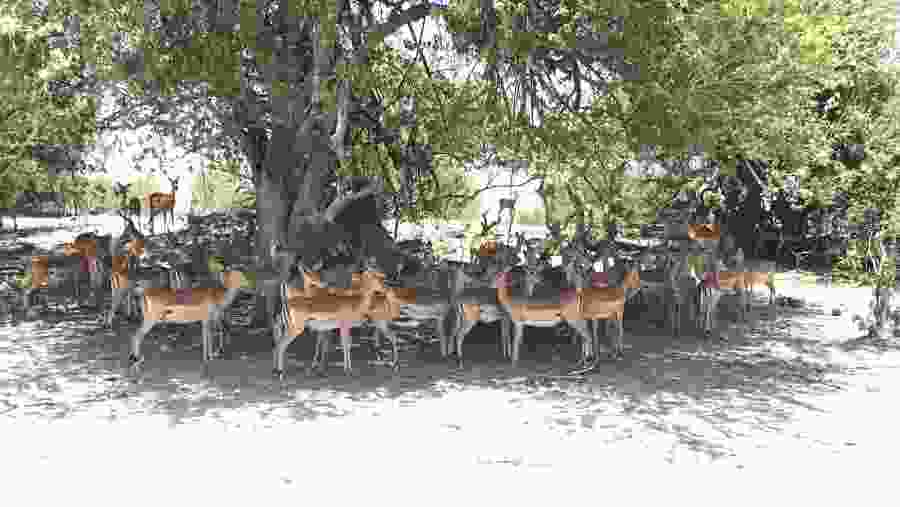 Impalas