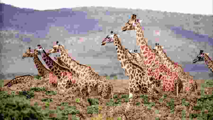 Tanzania Safari Serengeti Migration | Mount Kilimanjaro Climbing | Hiking | Trekking and Zanzibar Beach Holiday | Best Agency Tour Operators in Arusha and Moshi)