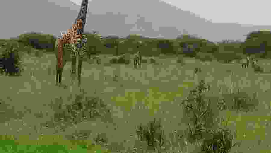 Animal Encounter