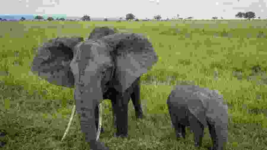 Ngorongoro crator