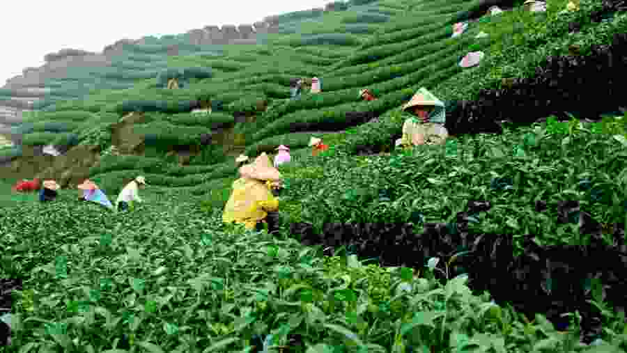 Tea Garden