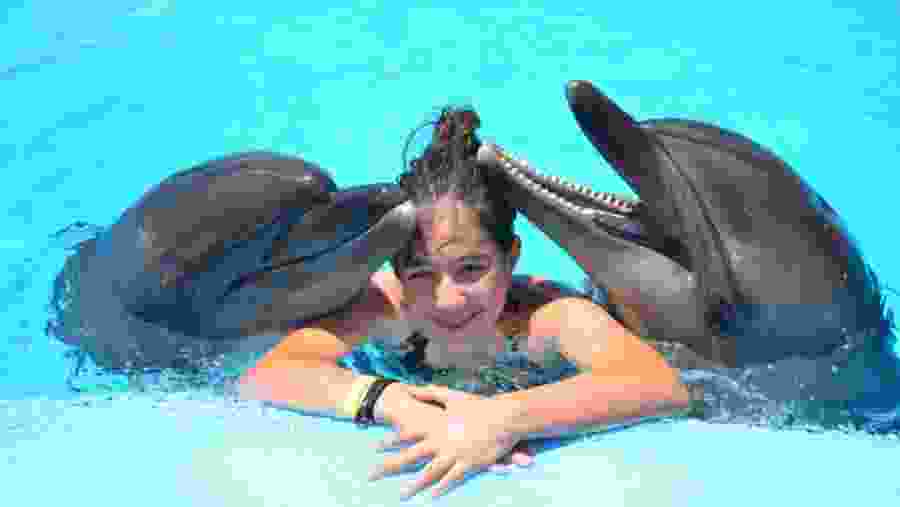 Travelers at the Dolphin World