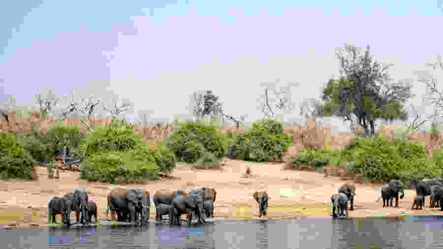 Spot elephants on the riverbank of Chobe River