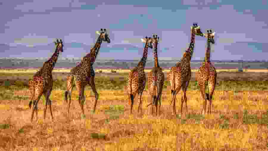 Witness the African wildlife