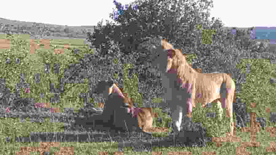 Lions At Masai Mara Game Reserve