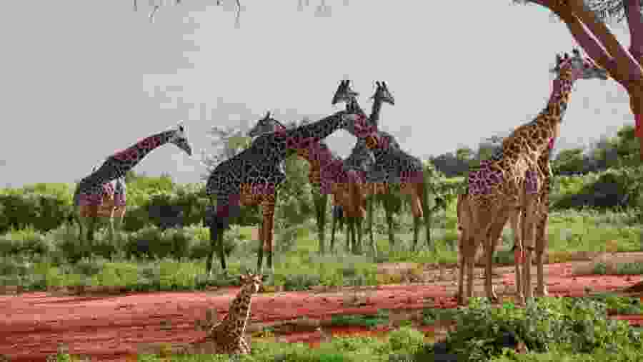 Wildlife Safari at Tsavo National Park