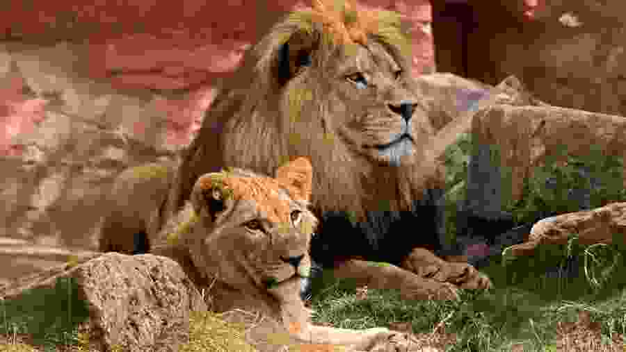 Lions