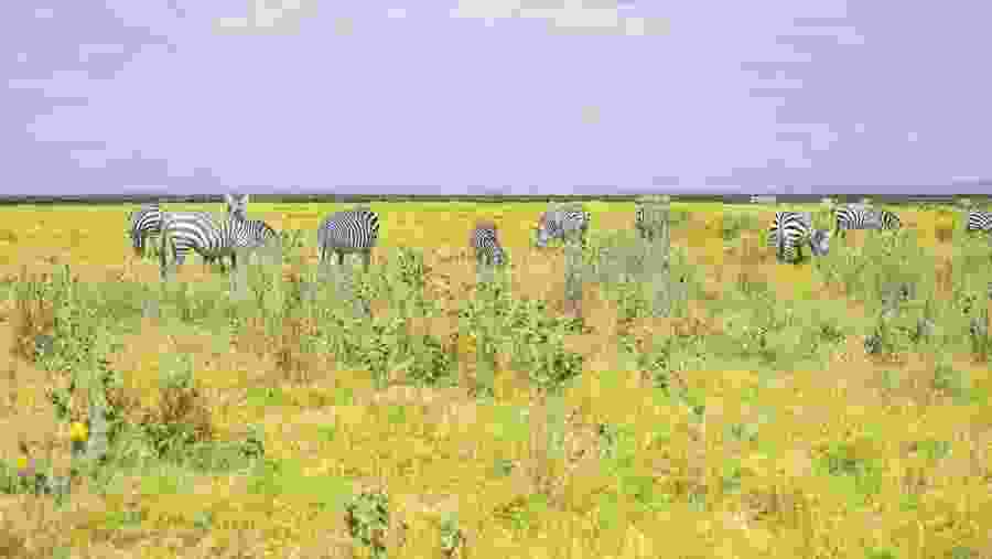 Amboseli National Park