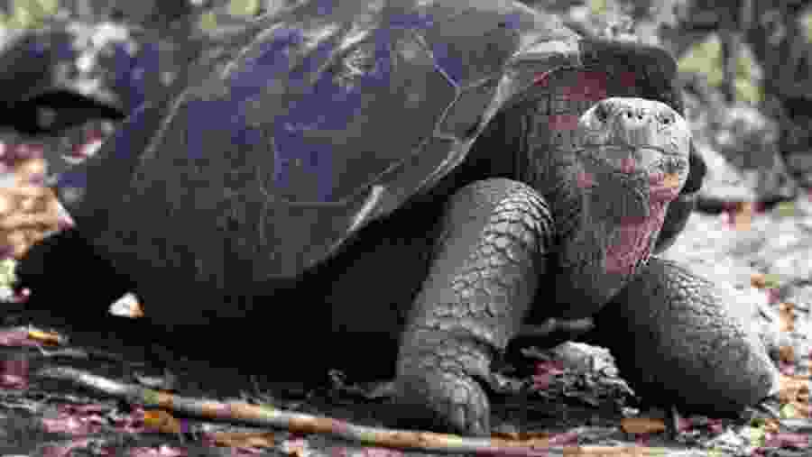 Galapagos Giant Tortoise