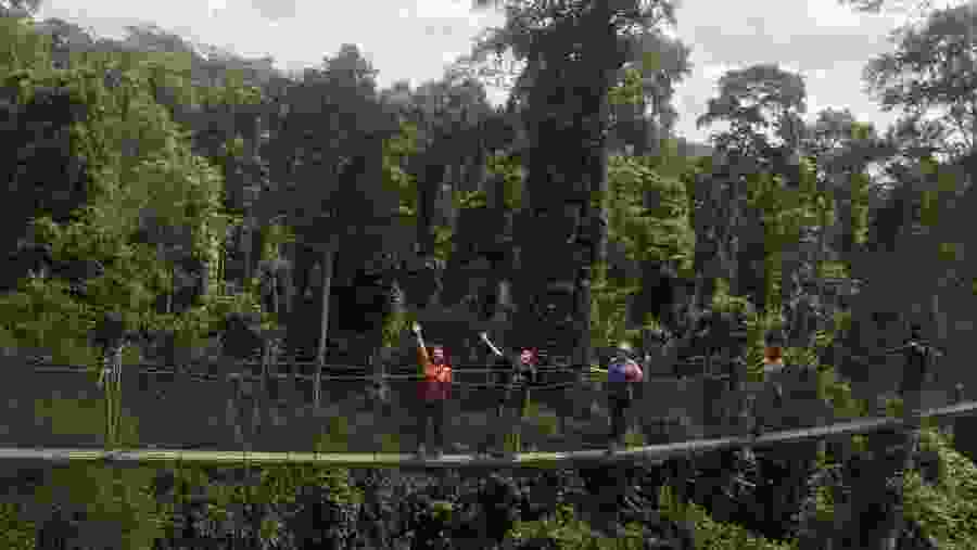 Overlooking Kakum Rainforest canopy