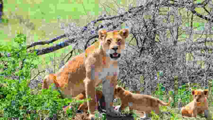 African national park