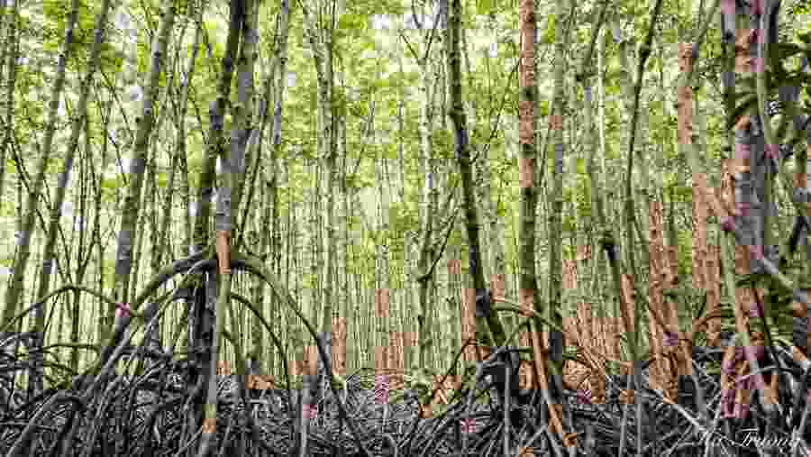 Can Gio Biosphere Reserve