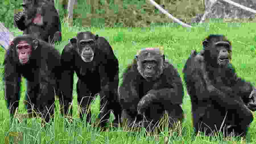 Chimpanzee Trekking