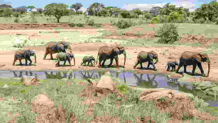 African elephants