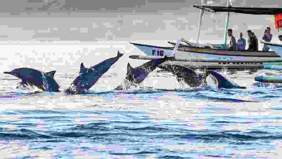 Dolphins at Lovina Beach