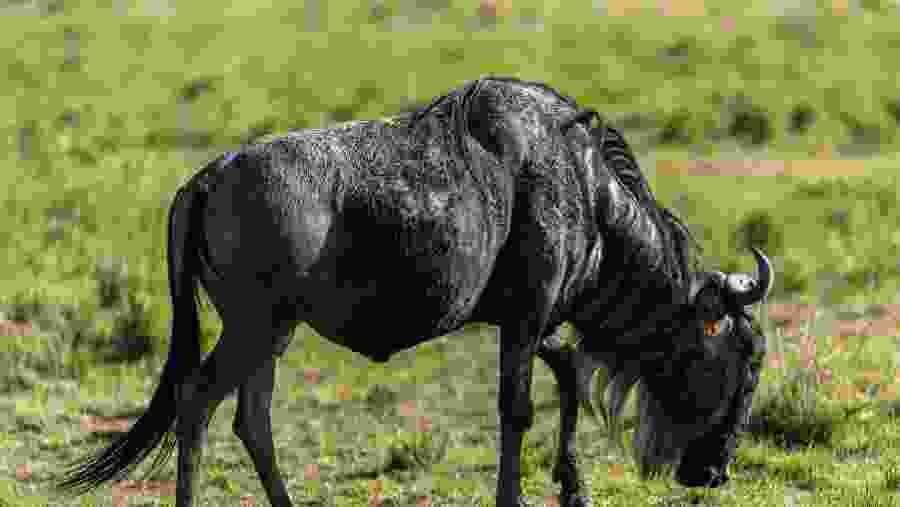 Wildebeest