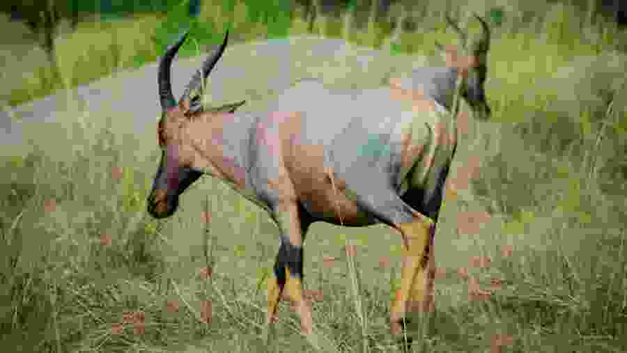 Witness the African wildlife