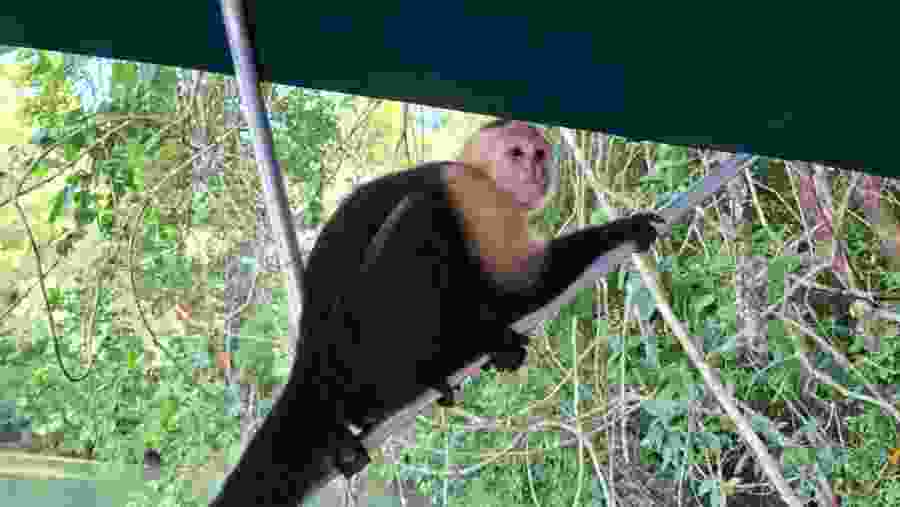 capuchin monkey