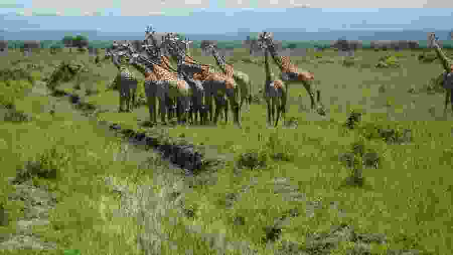 Giraffes at Lake Manyra