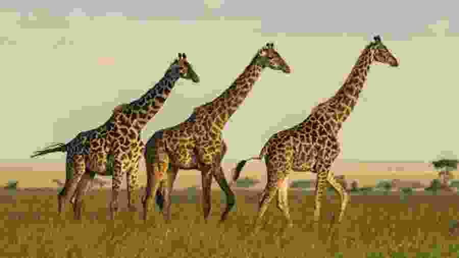 Nyerere National Park