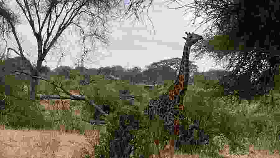 Giraffes seen on safari