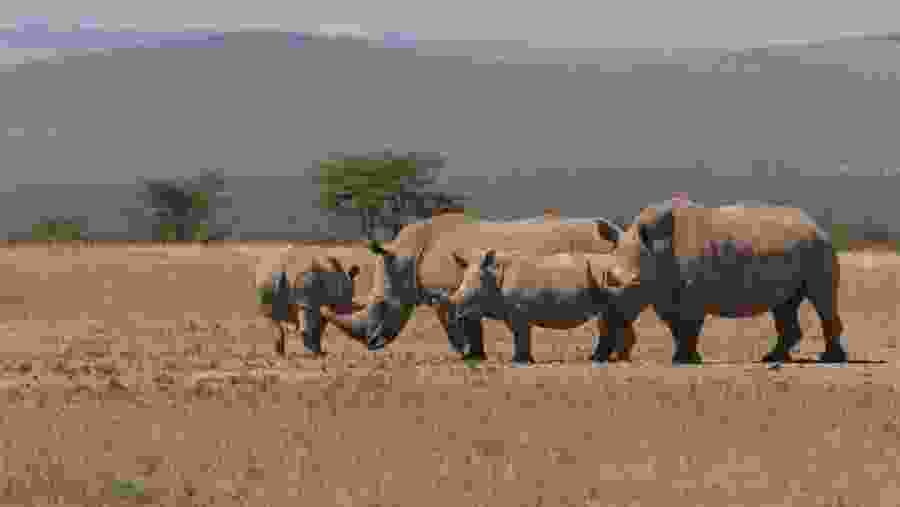 Southern white rhinoceros