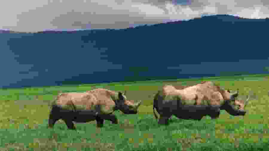 Spot the wild rhino