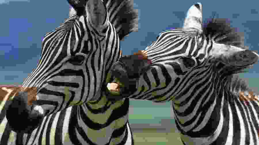 Zebras