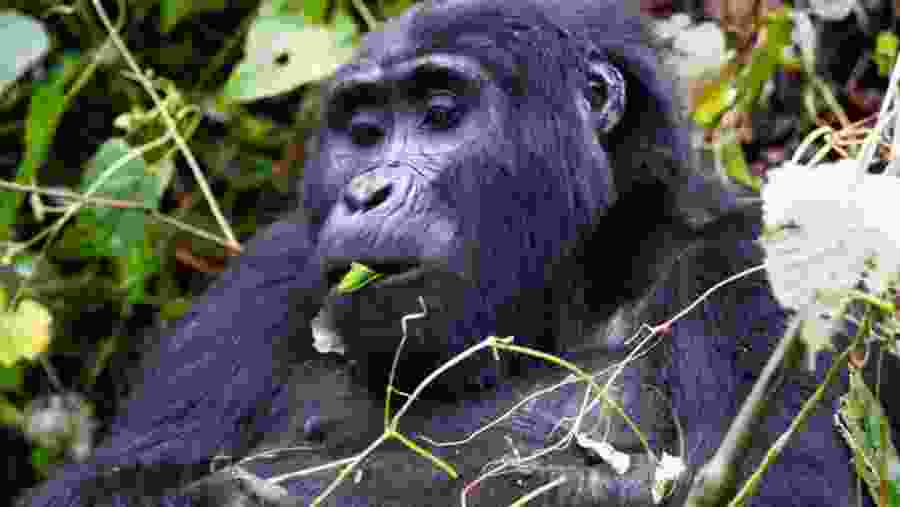Gorilla Trekking