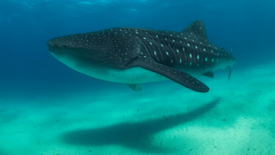 Mafia Island Whale Shark