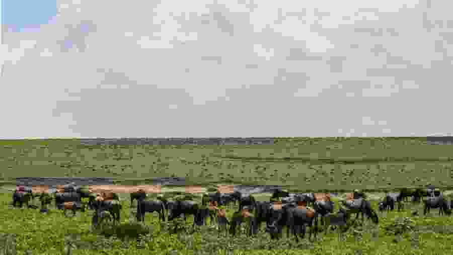 Fauna at Ngorongoro Conservation Area