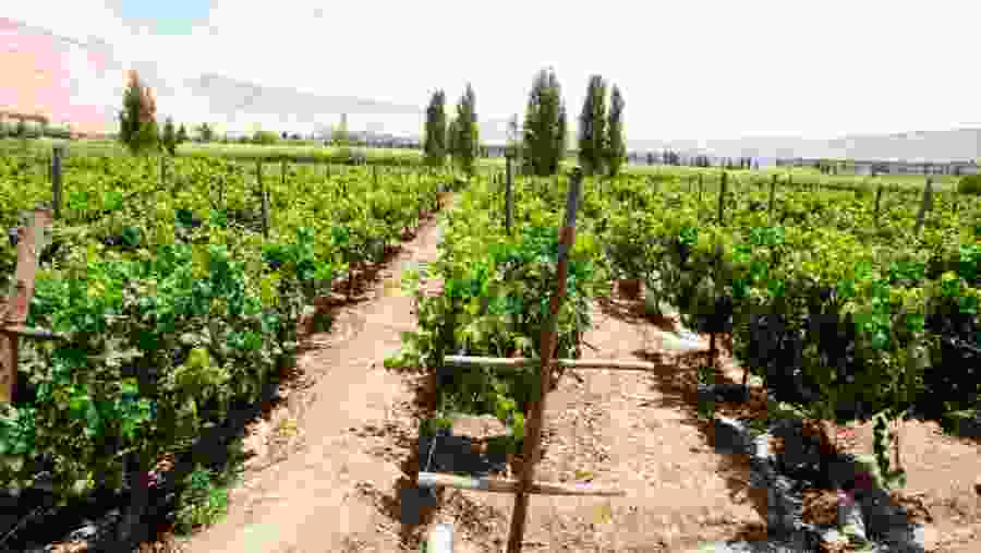 Viñedo en Cariñena