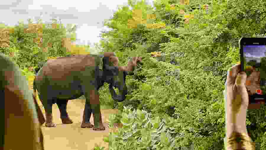 Yala National Park Safari