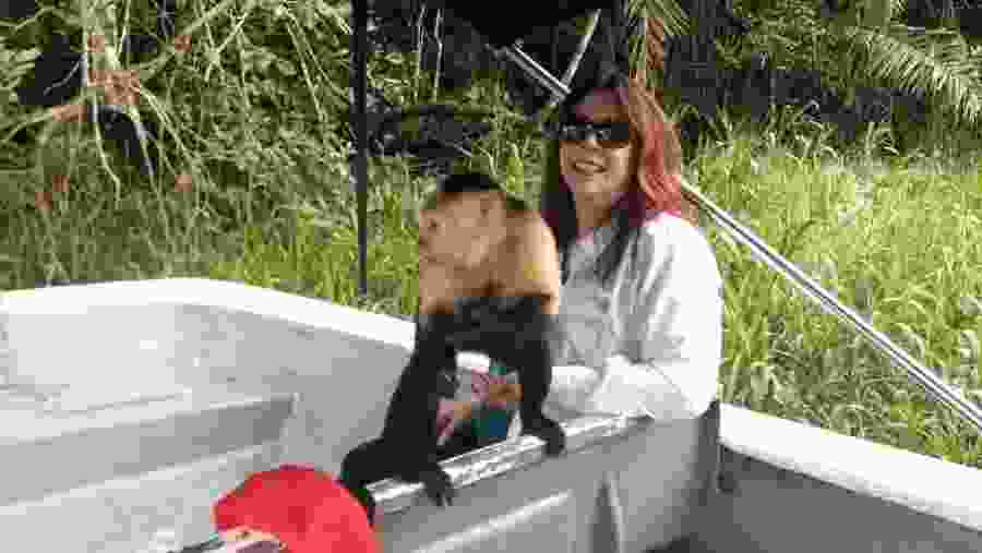 Monkey in the Jungle