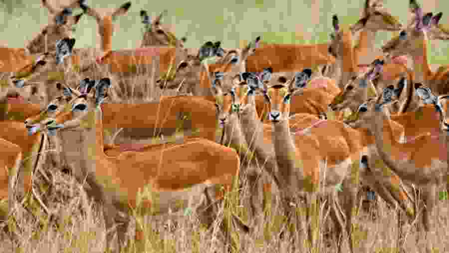 Gazelles at Masai Mara