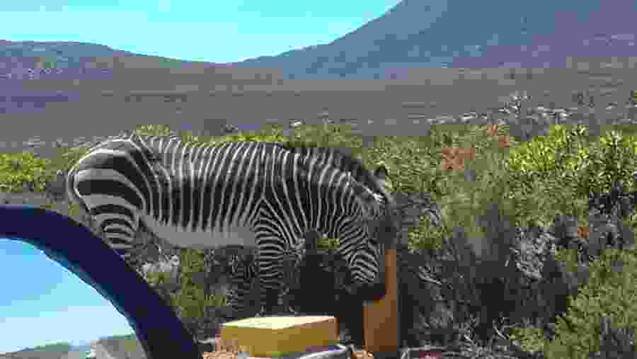 Wildlife in Cape Town