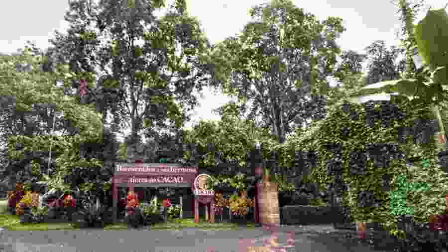 Cacao Plantation