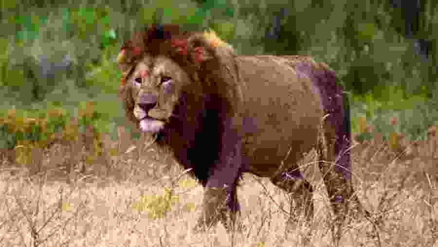 African Lion