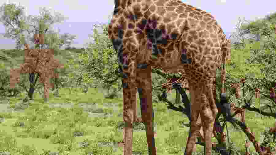 Northern giraffe