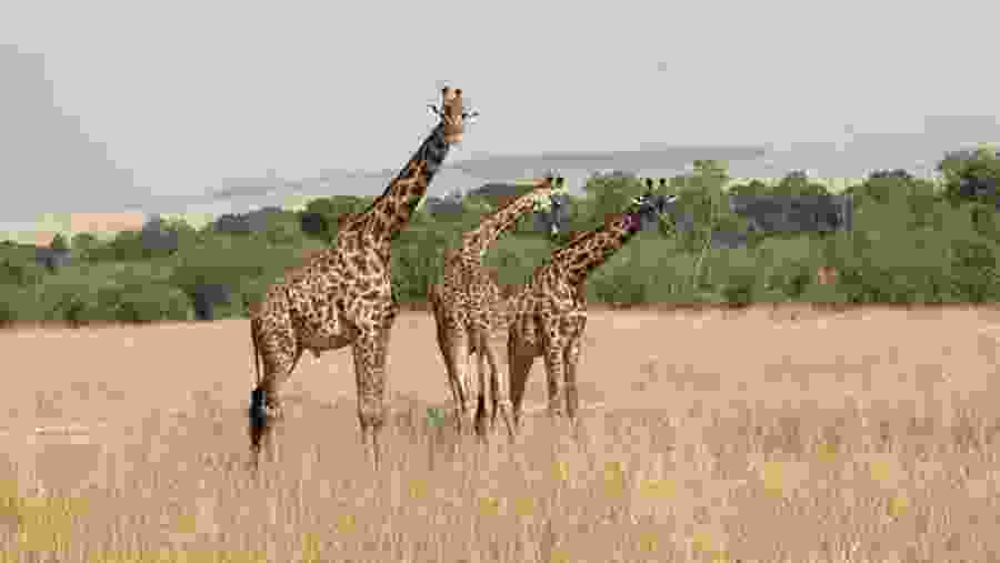 Masai Giraffe