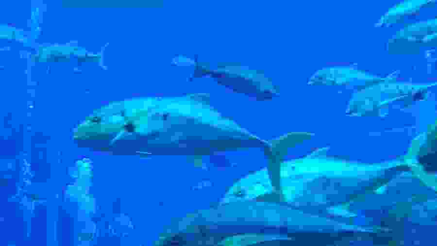 Dubai Aquarium