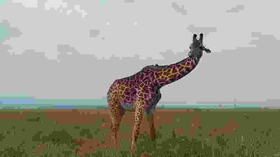 Masai Giraffe