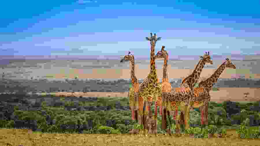 Masai Giraffe