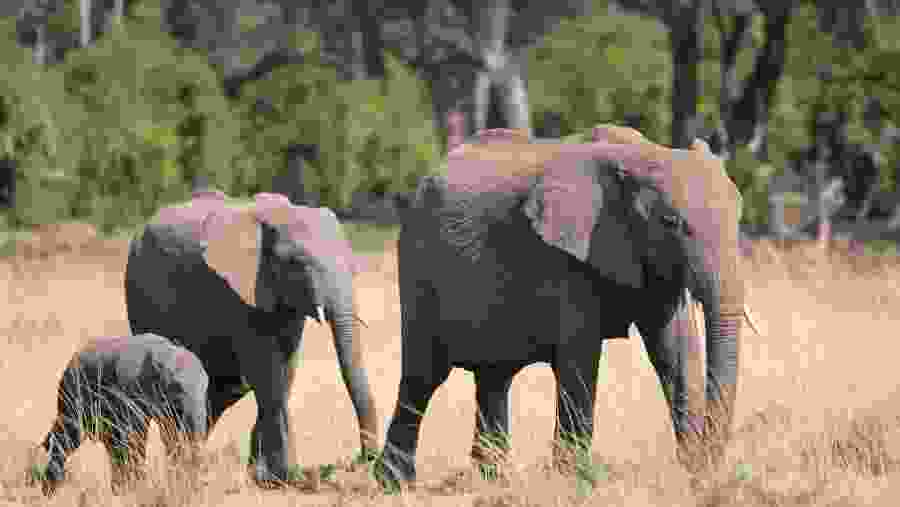 See Elephants at Maasai Mara