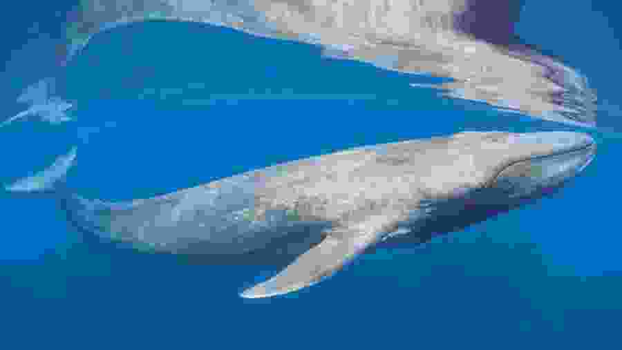 Whale Encounter