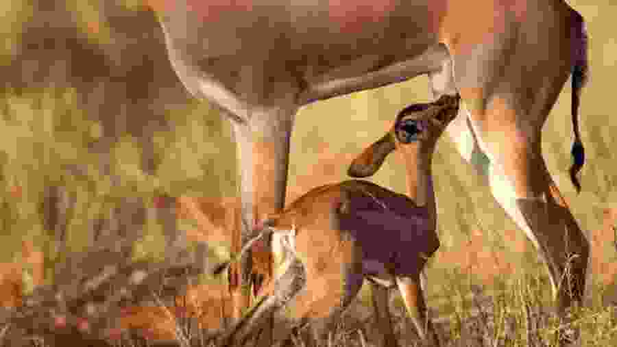 Witness the African wildlife