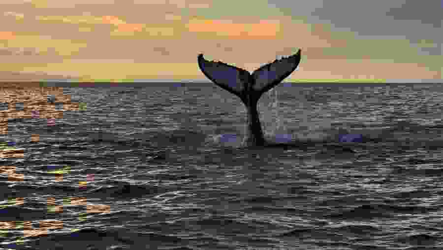 Whale Watching
