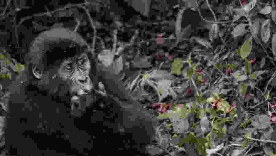 Gorilla spotted during the safari